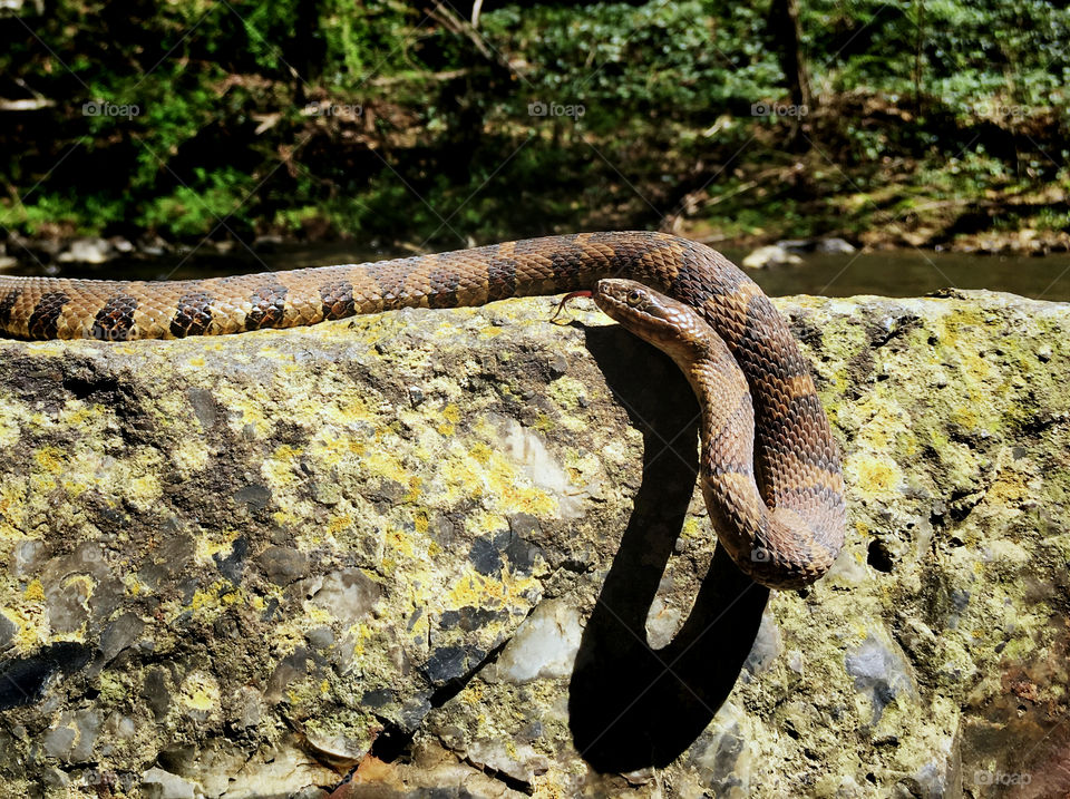 Northern Water Snake on s rock basking in the sun during early spring at Falls Mill in Belvidere Tennessee. 