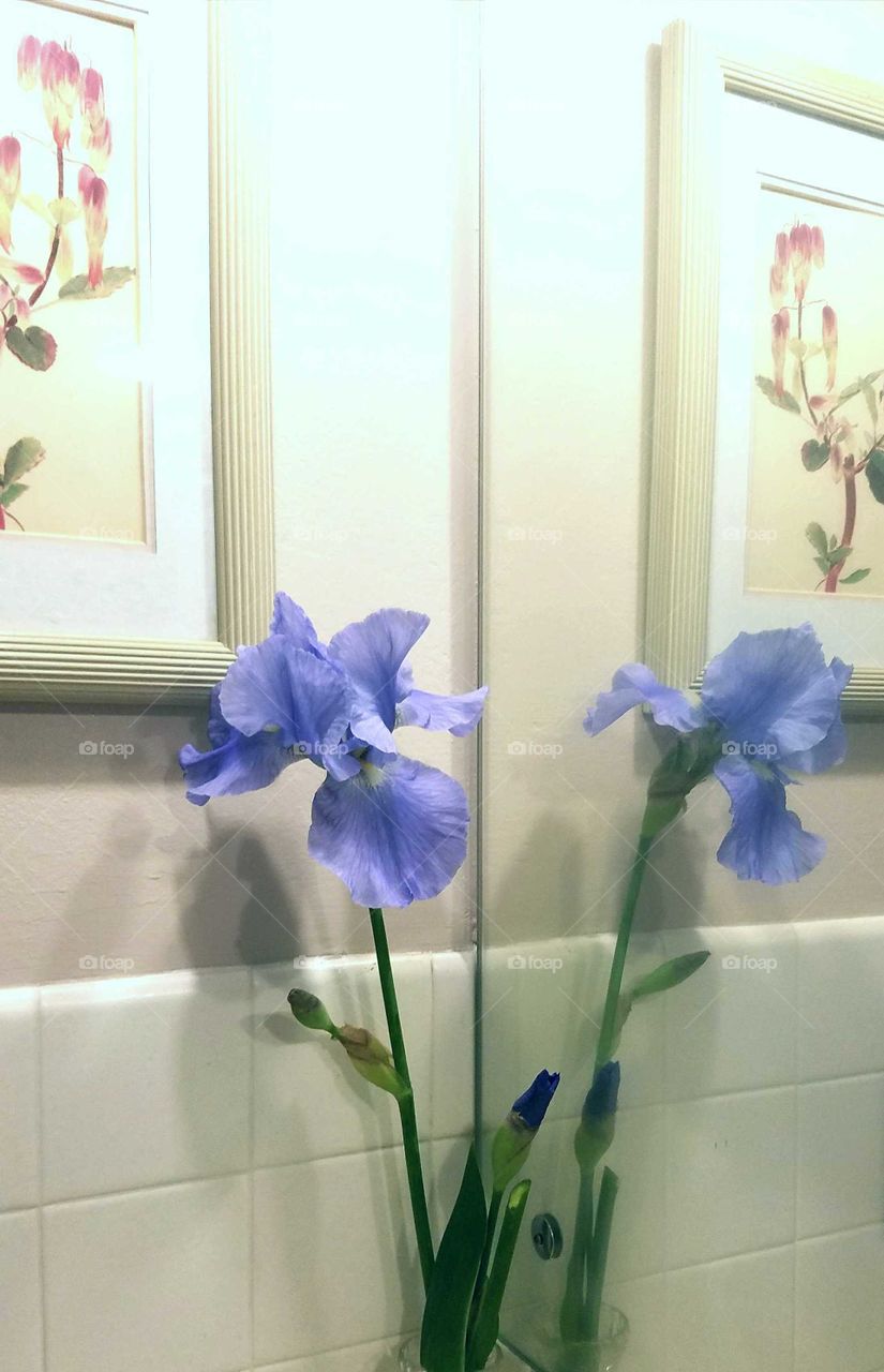 Springtime Bearded Irises reflection in a mirror