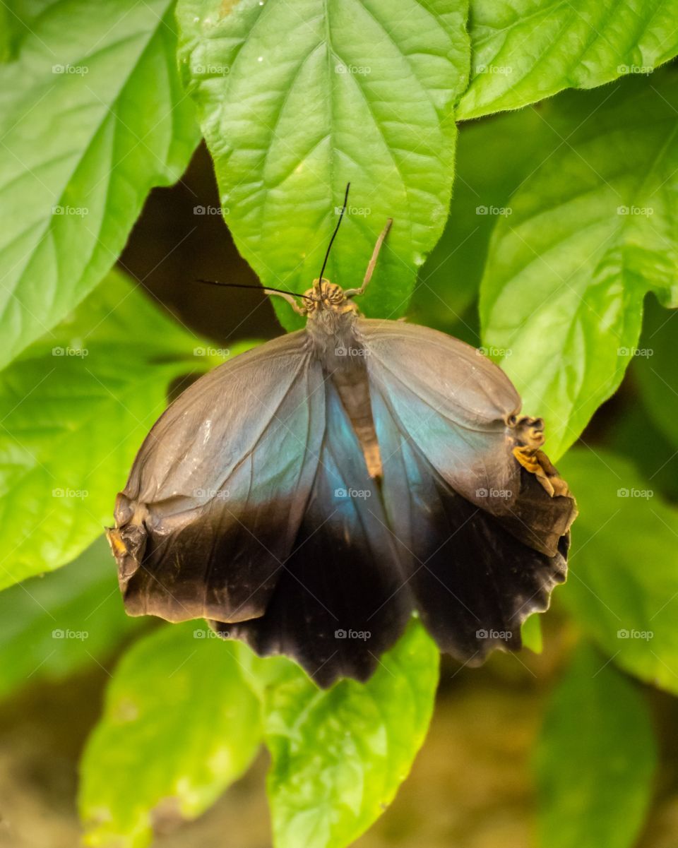 Blue/black butterfly 🦋
