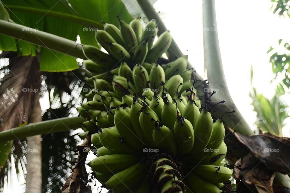 Raw bananas hanging from a banana plant