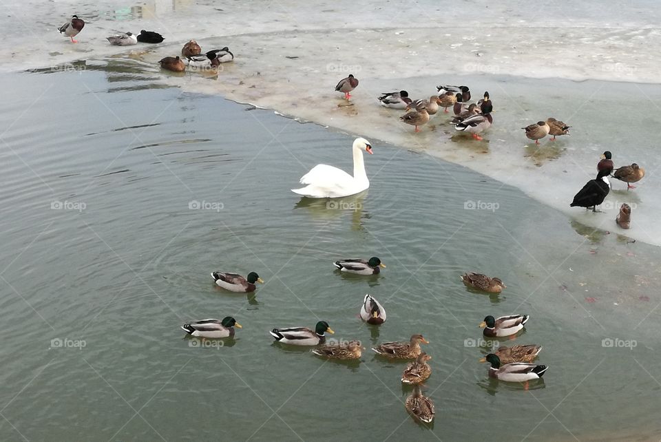 ducks and swan