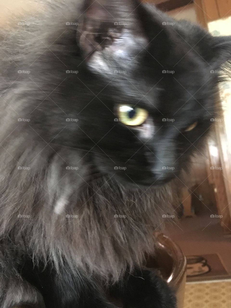 Cat watching a spider crawling 