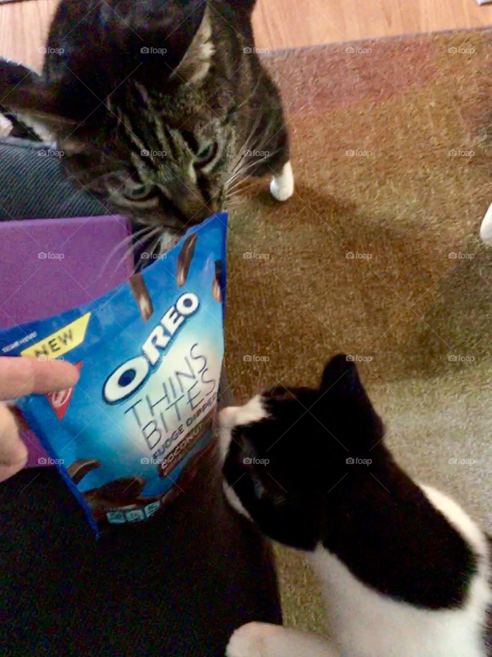 Checking out the new Oreos