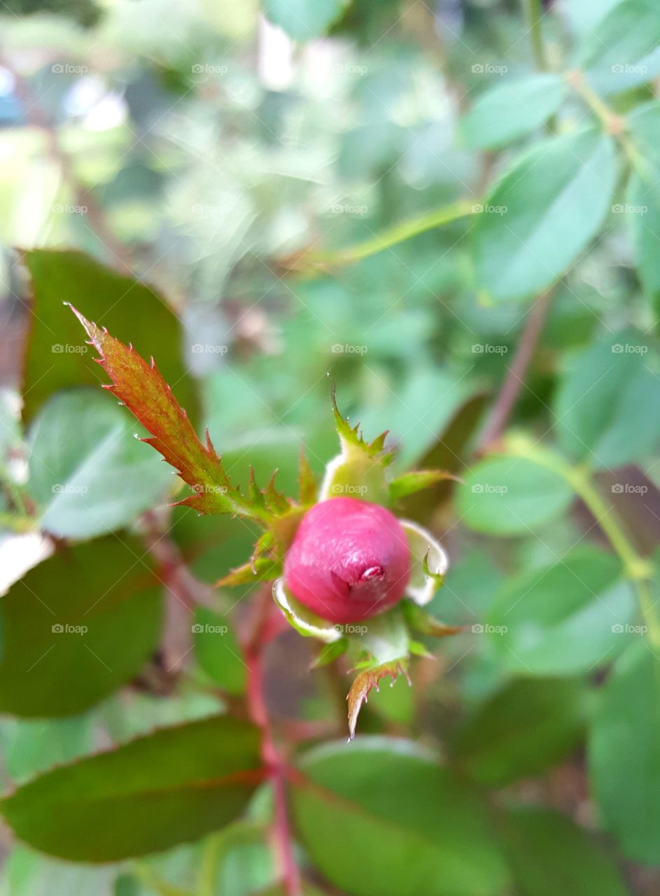 Rose Bud