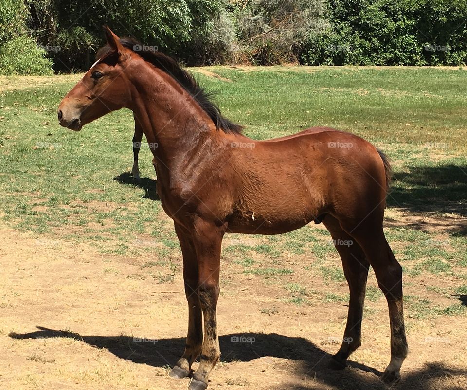 Irish sport horse colt