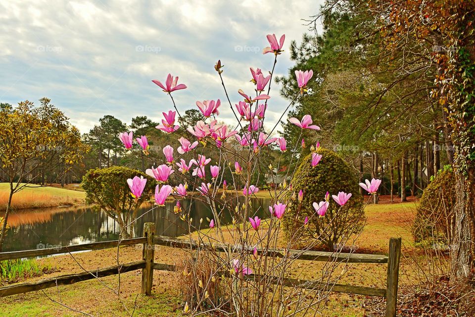 Tulip Tree