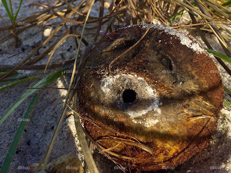 Beach Nut. Coconut. Face. Shadow. Contrast. Color. Seashore. Beachcombing 