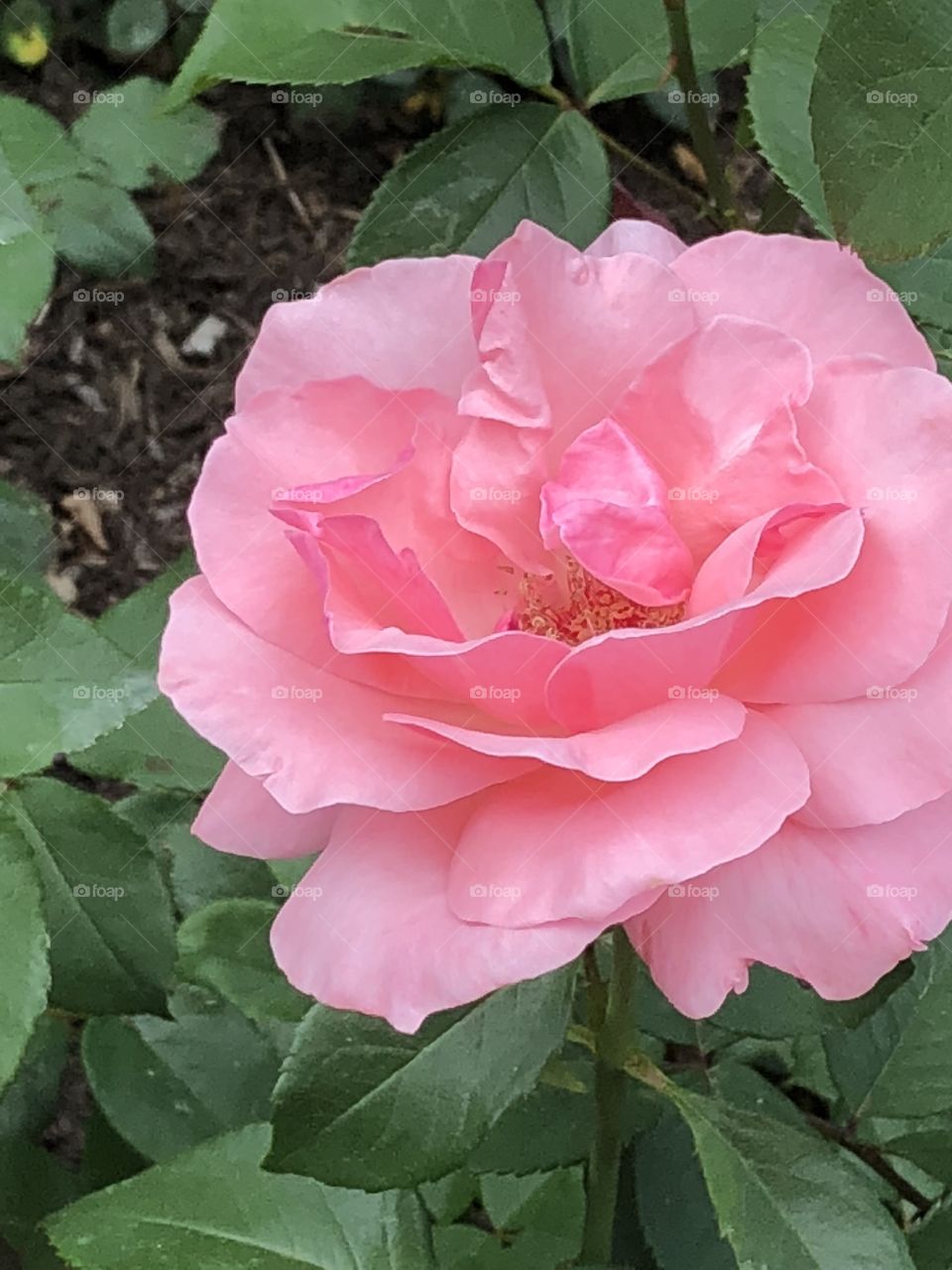 A stunning and vibrant pink flower. Picture taken at the rose garden in Colonial Park in Somerset, NJ. 