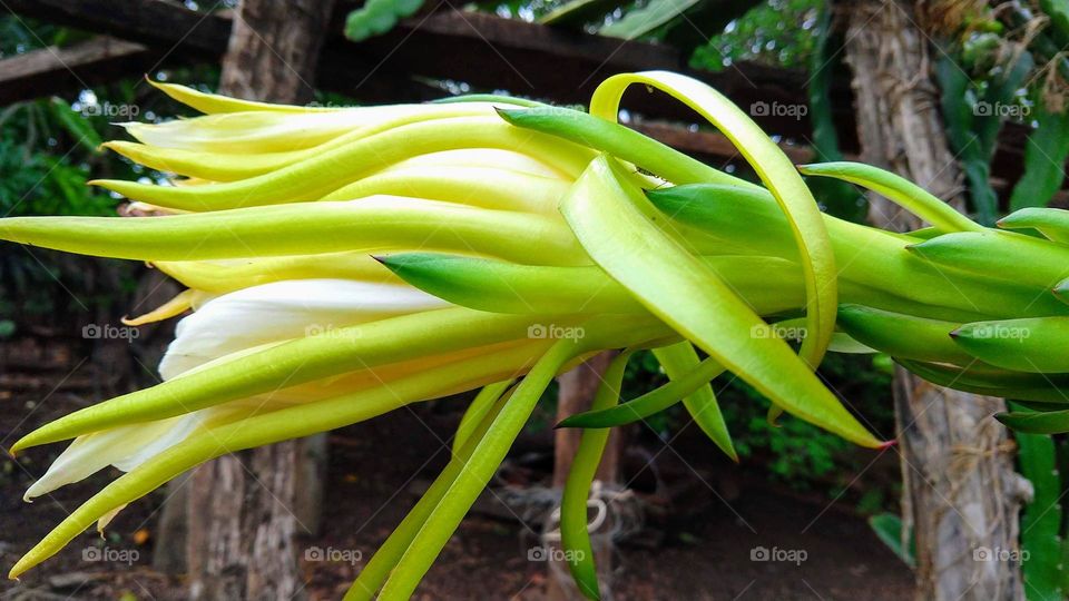 Uma flor, por mim desconhecida.