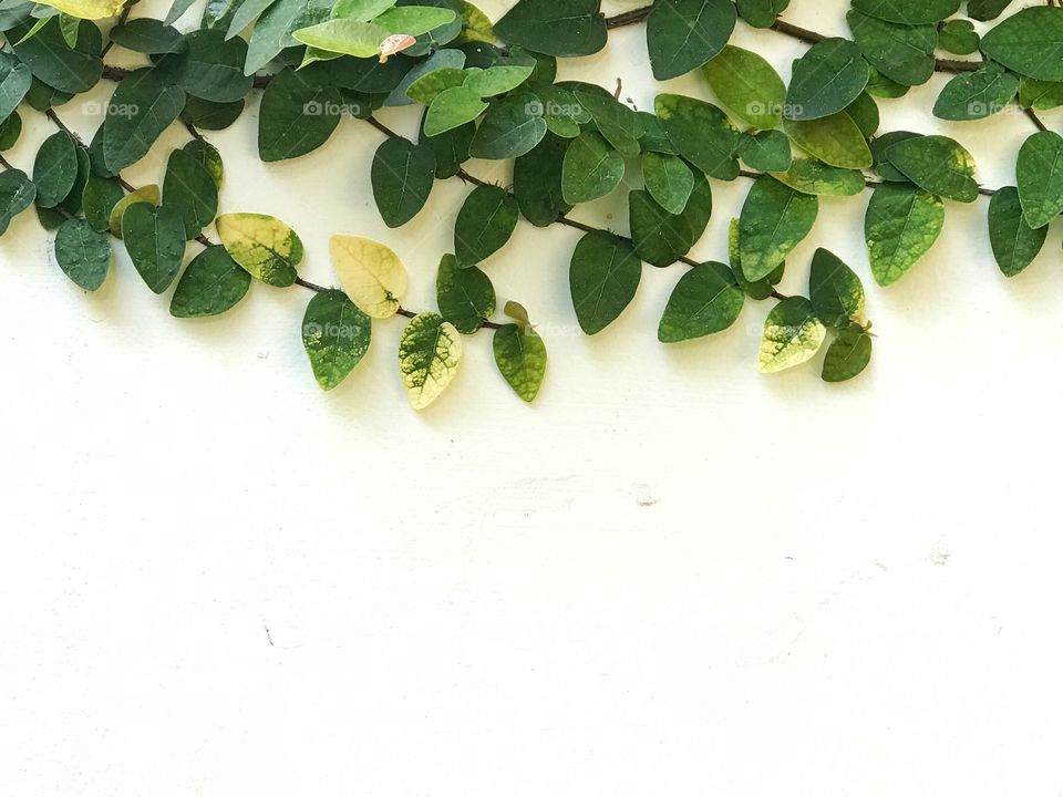 high angle view of leaf on white background