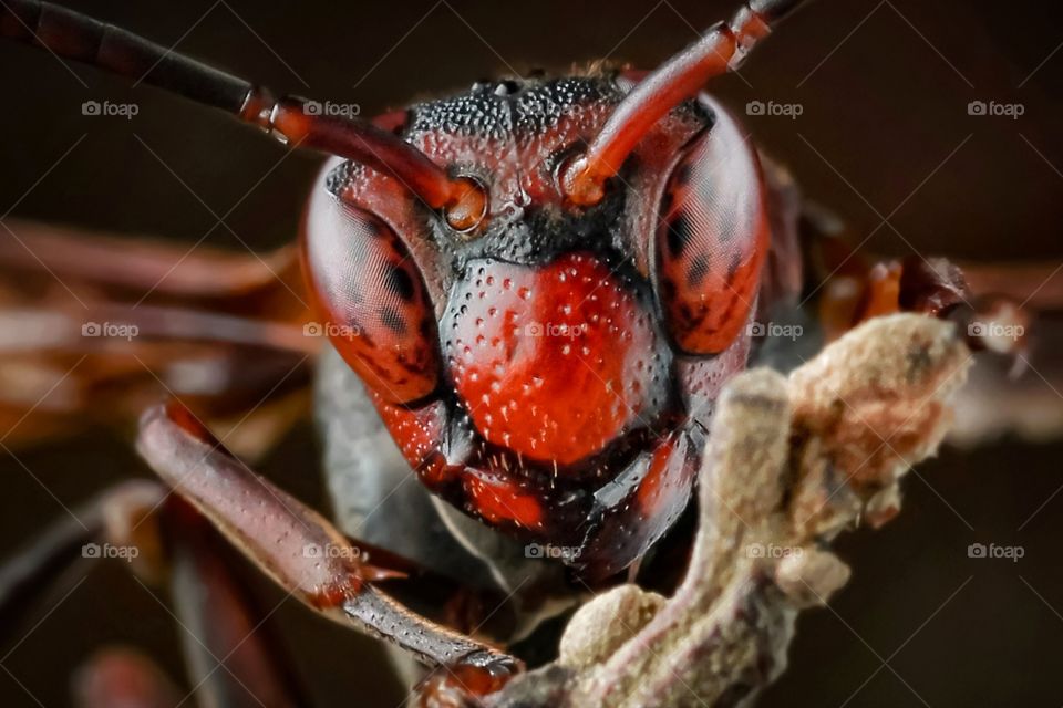 red giant vespa wasps