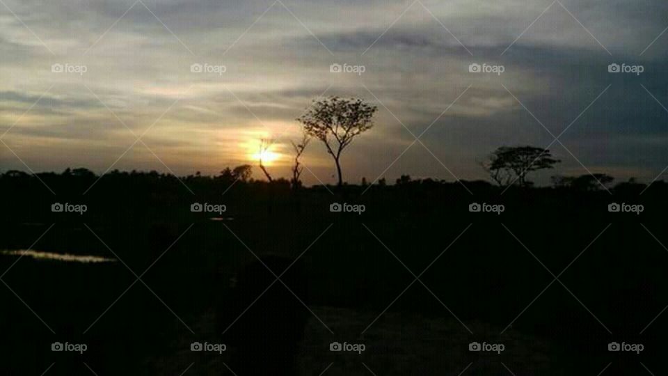 A sun set beside A tree