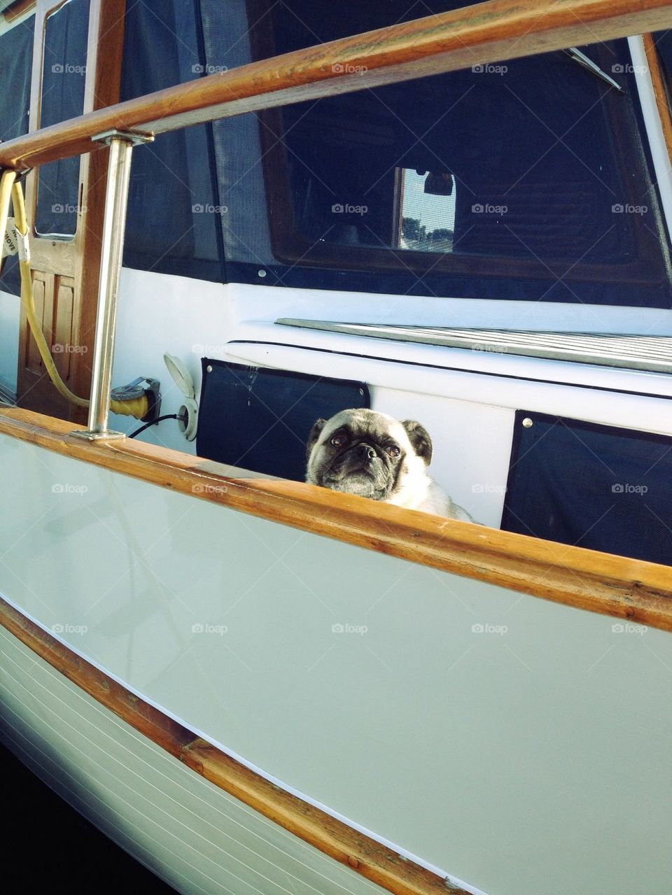 Pug on a boat 