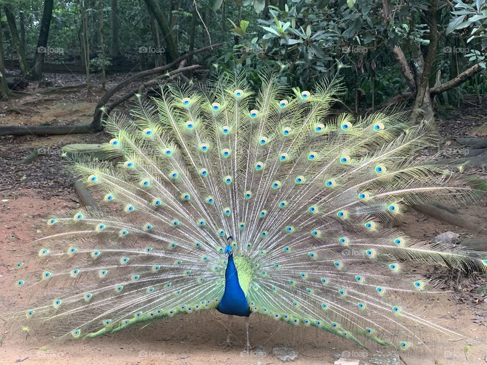Pavão de Cauda aberta