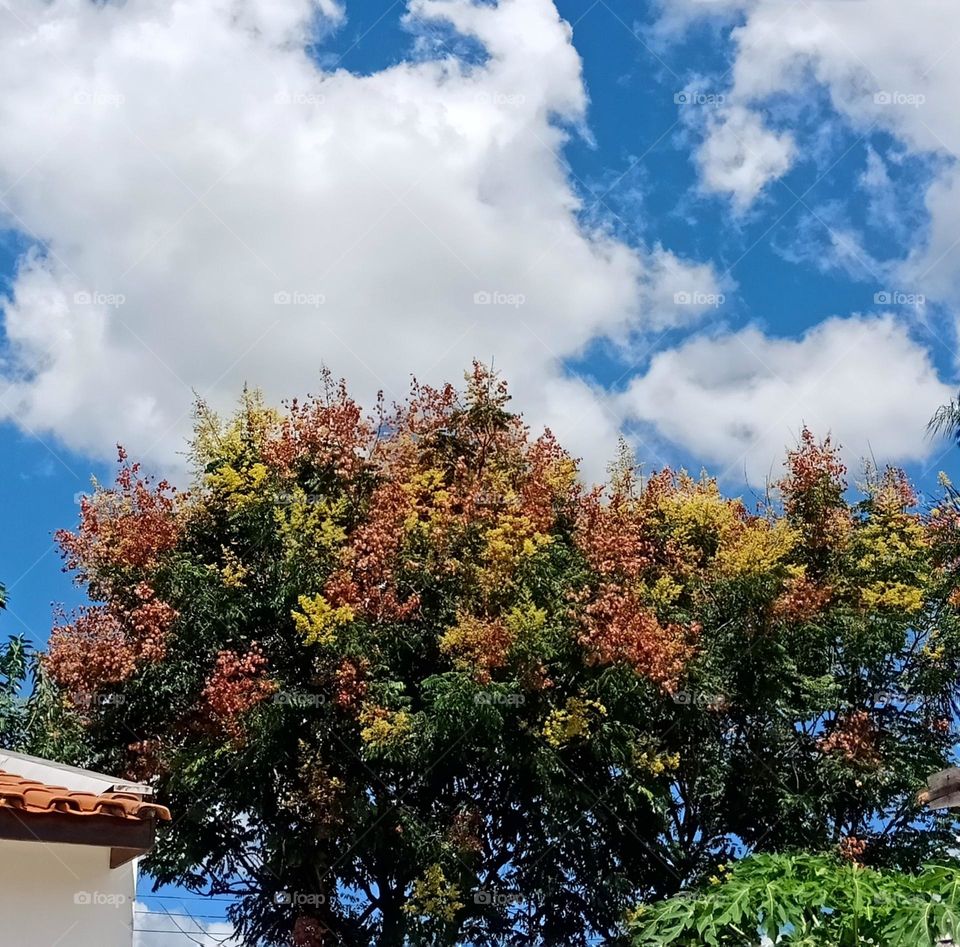 Taiwan Gold rain tree, beautiful colors