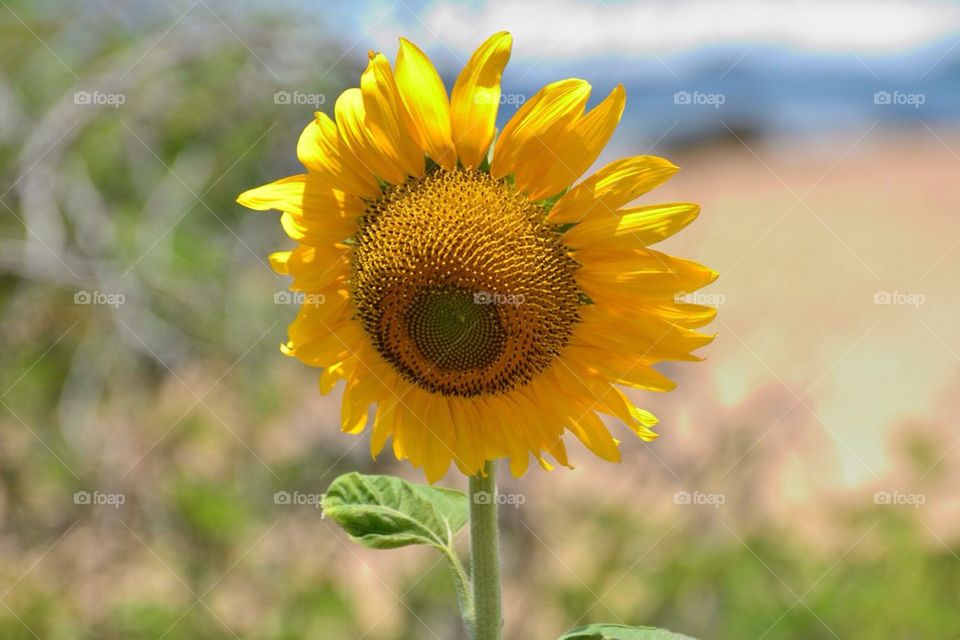 Sunflower delight