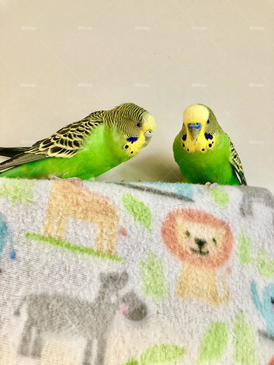 Relaxing together Kiwi & Coco / my parquets 🌿🦜🌿🦜 