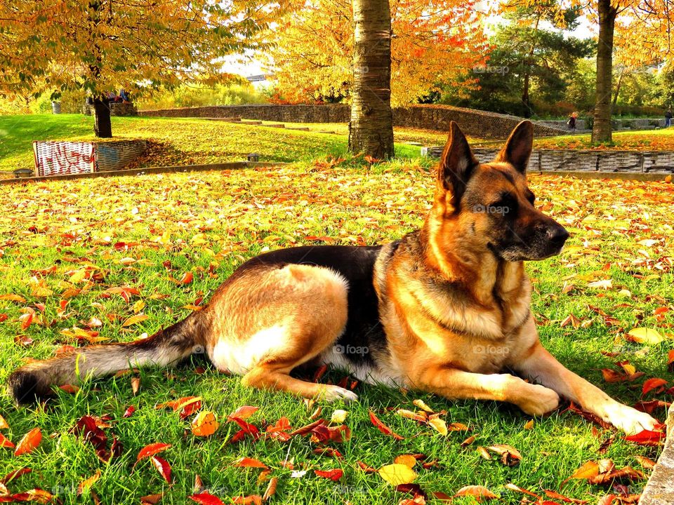 German Shepherd