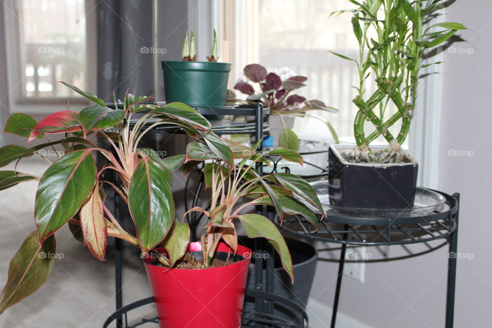 House Plants