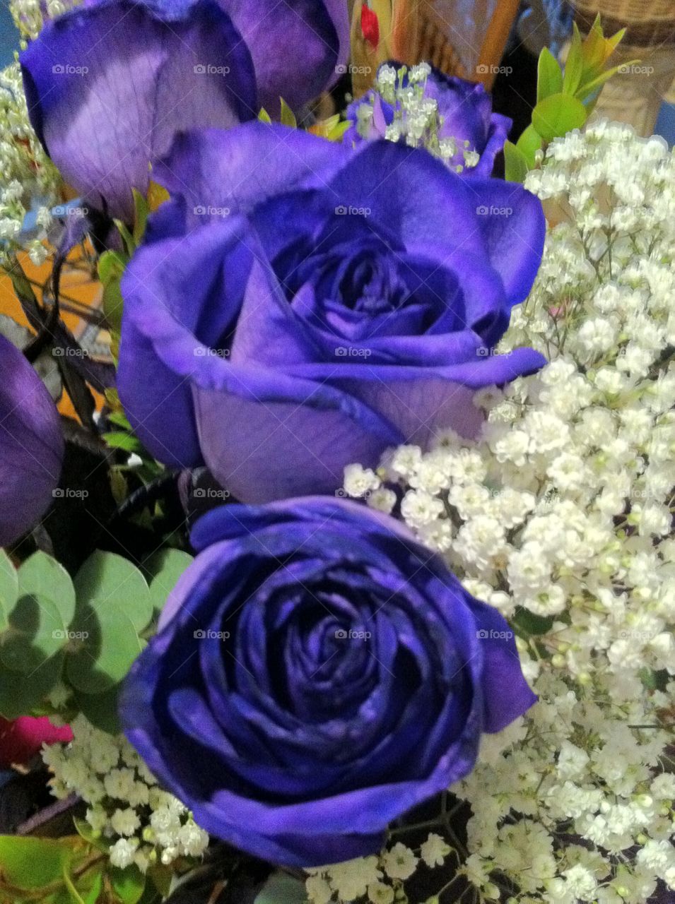 Purple Roses Flowers