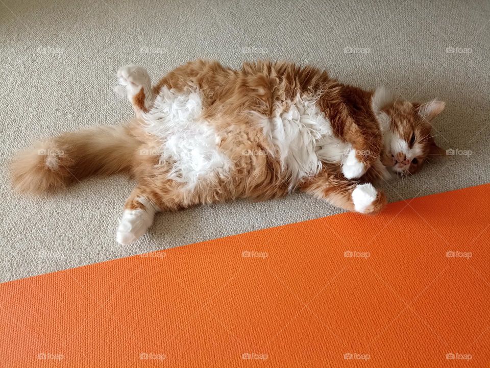 orange 🧡 cat relaxing and orange yoga mat training home 😻😁