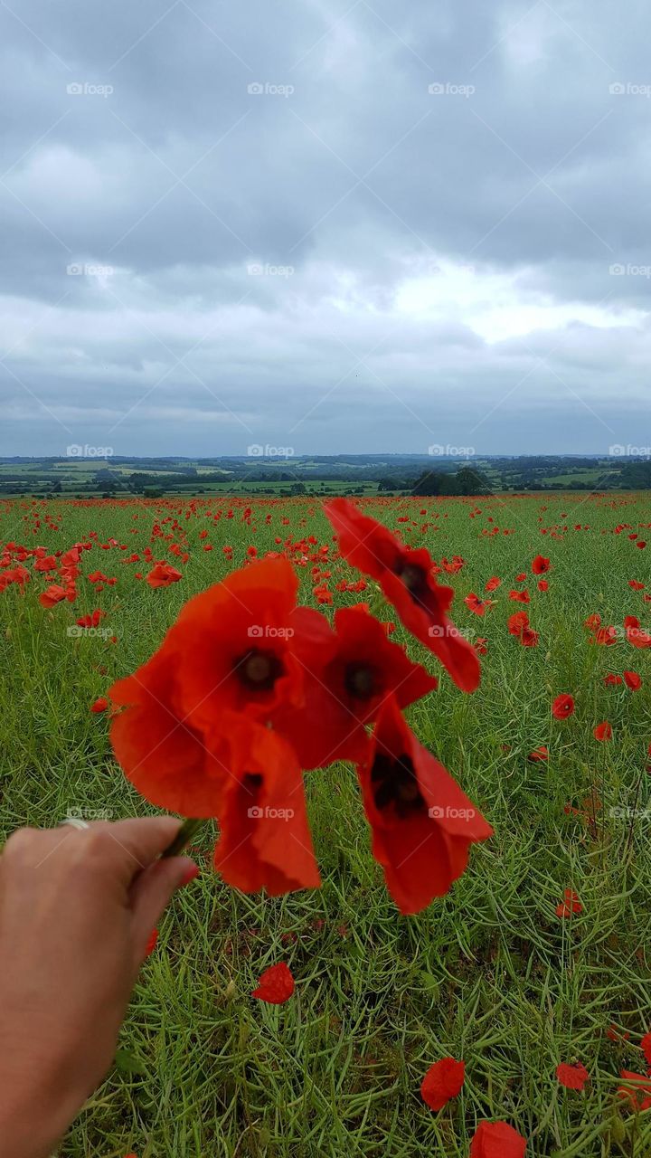 Beautiful red poppy field. Amazing nature, nice landscape.