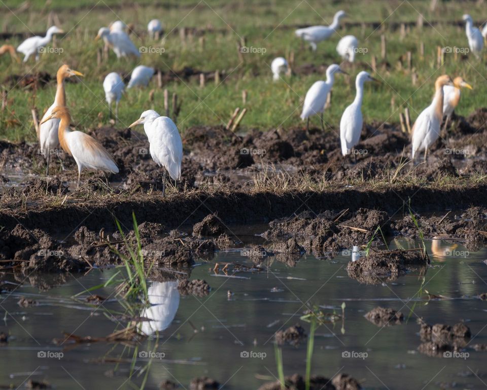 heron birds in the paddy field one of them is stand with one leg