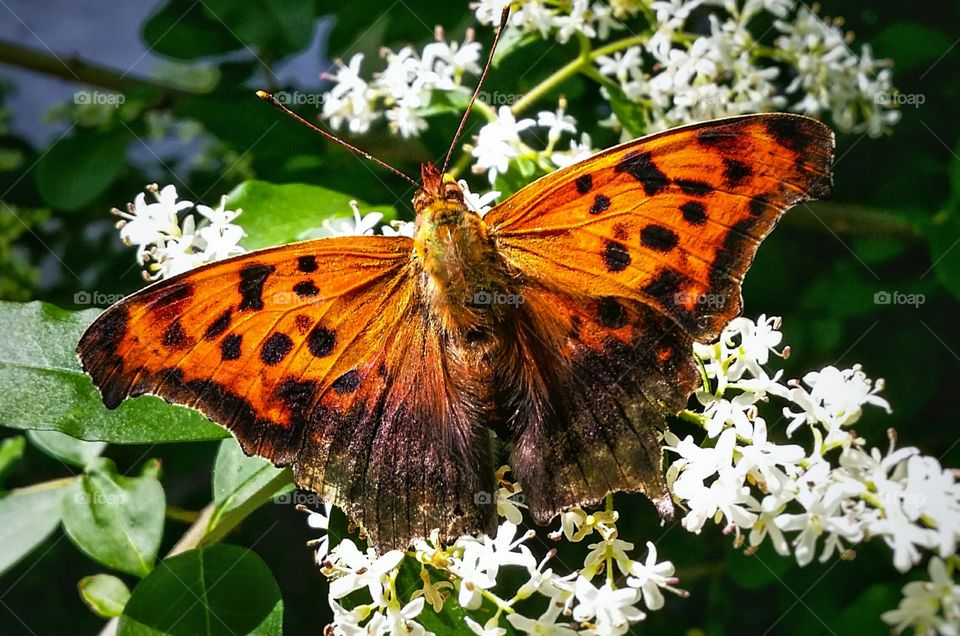 Orange Butterfly  on White Flowers