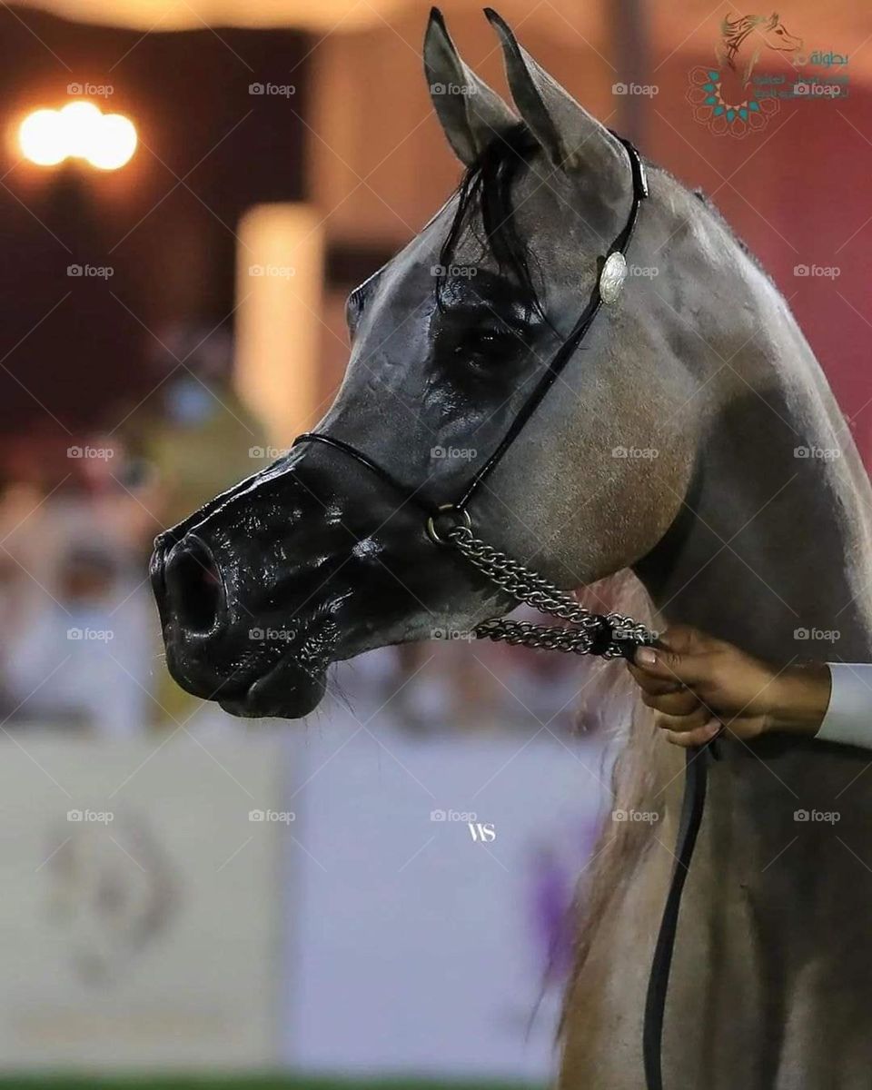 Arabian horse beauty