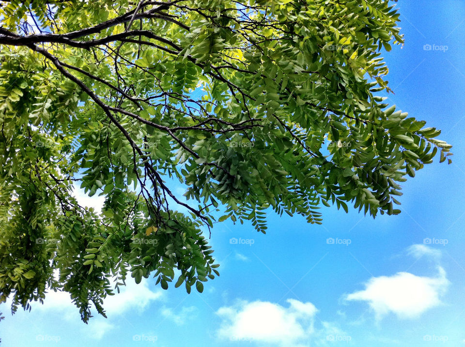 sky green nature blue by king