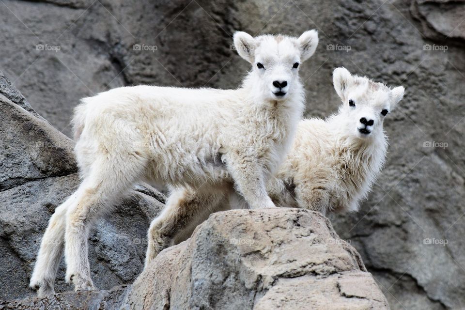 Adorable baby mountain sheep pose for a picture