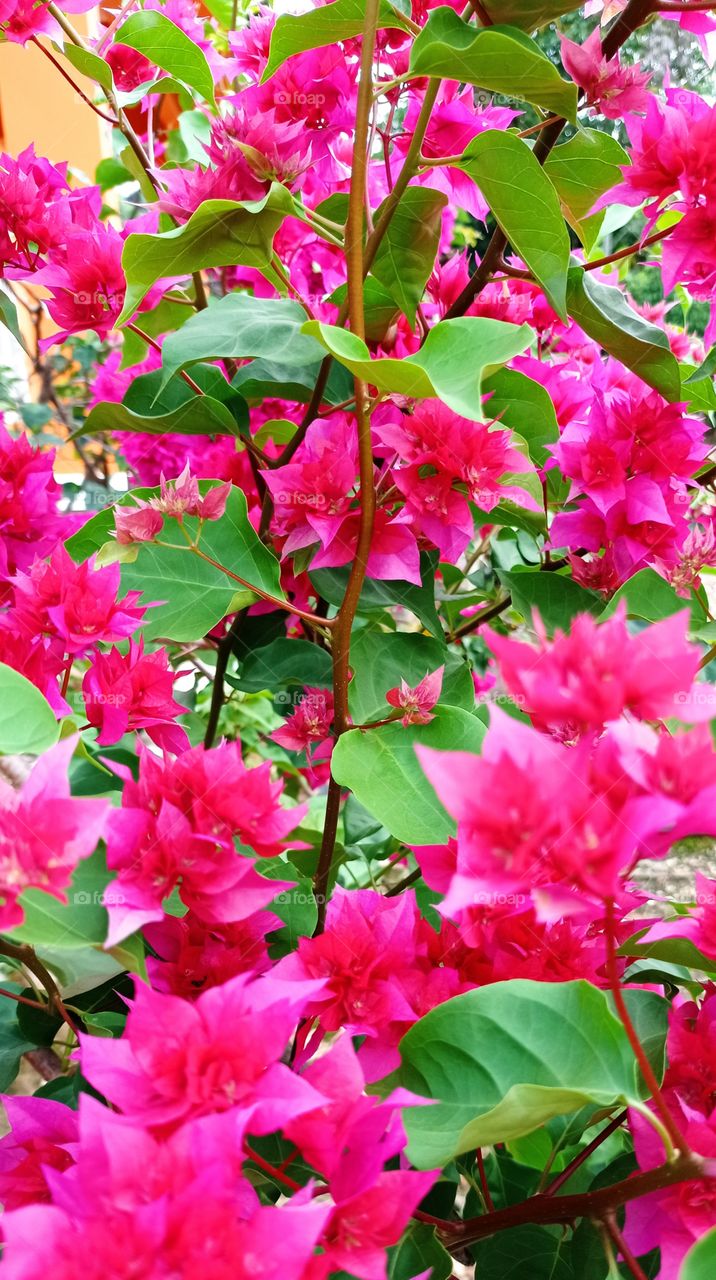 Flowers in the yard ..