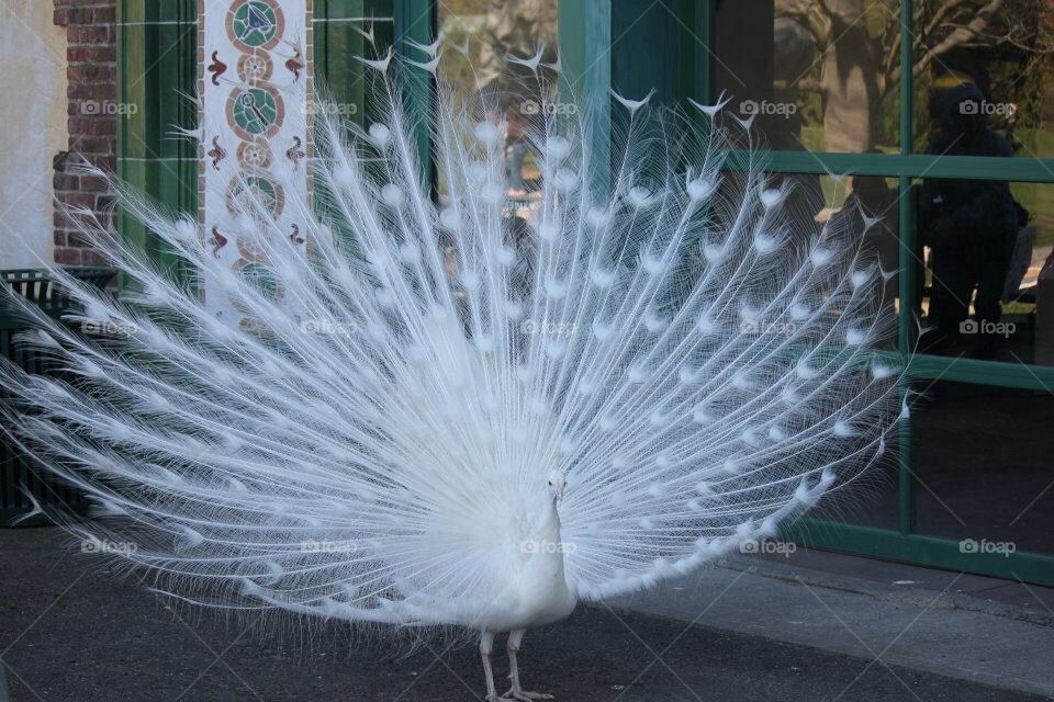 Pageantry of feathers