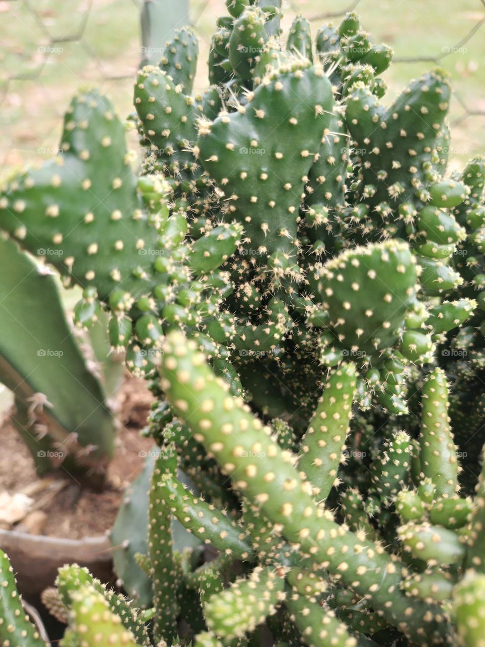 Cactus con sus increíbles formas