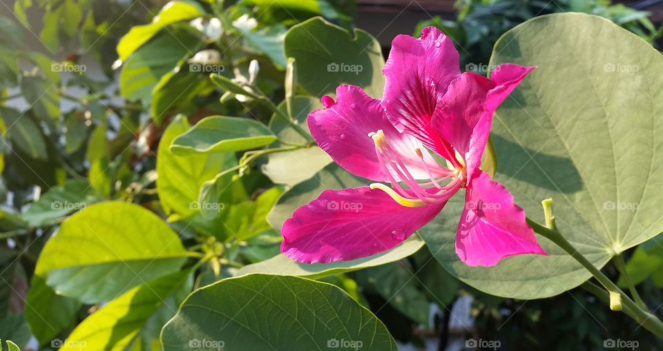 how much this flower does love sunlight