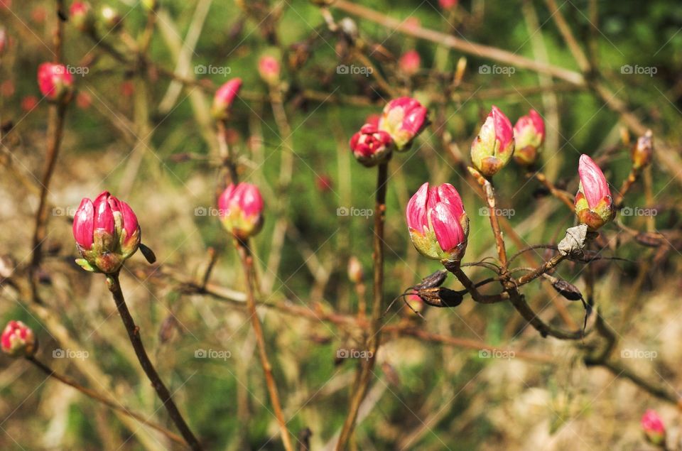 Flower, Nature, Flora, Floral, No Person