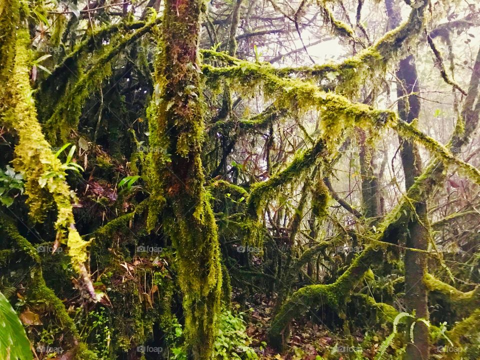Mossy forest Cameron Highland 