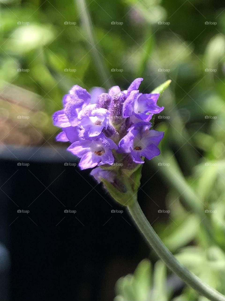 Backyard container gardening lavender plant flower blooming summer patio plants blossom