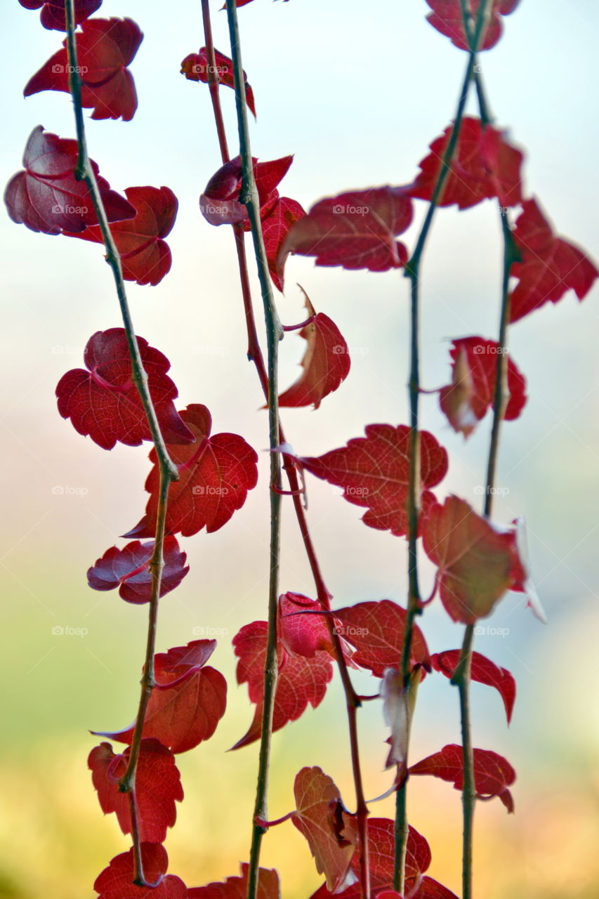 Close-up of autumn leaves