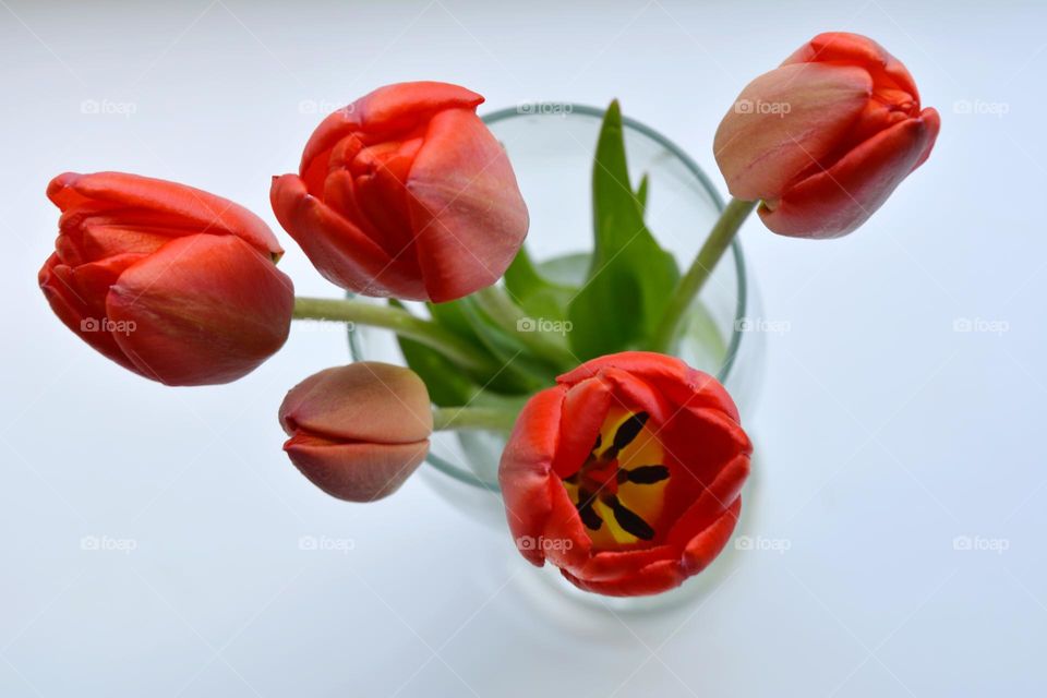 red tulips flowers in vase top view