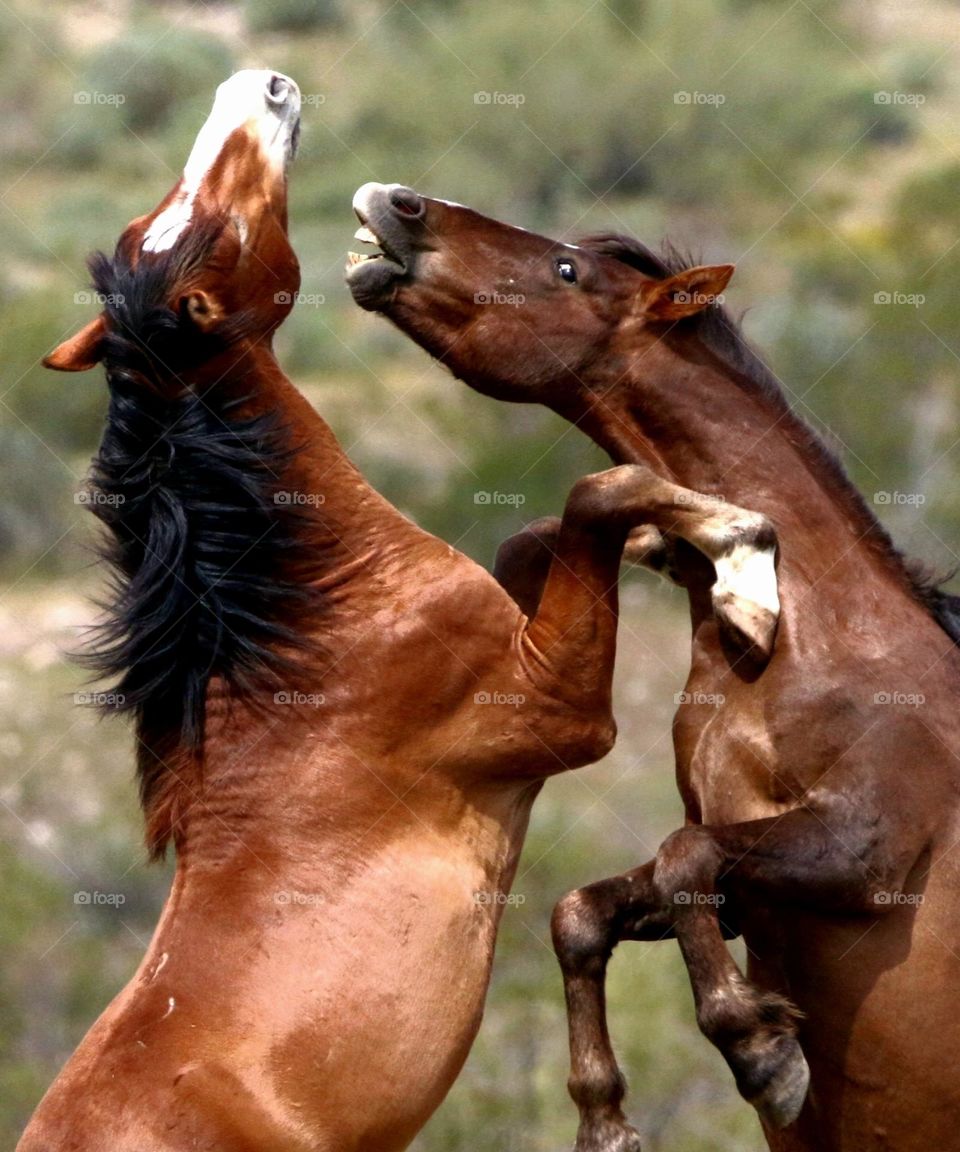Wild Stallions Sparring in Desert