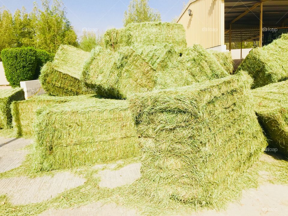 Grass!!! [specially for horse]