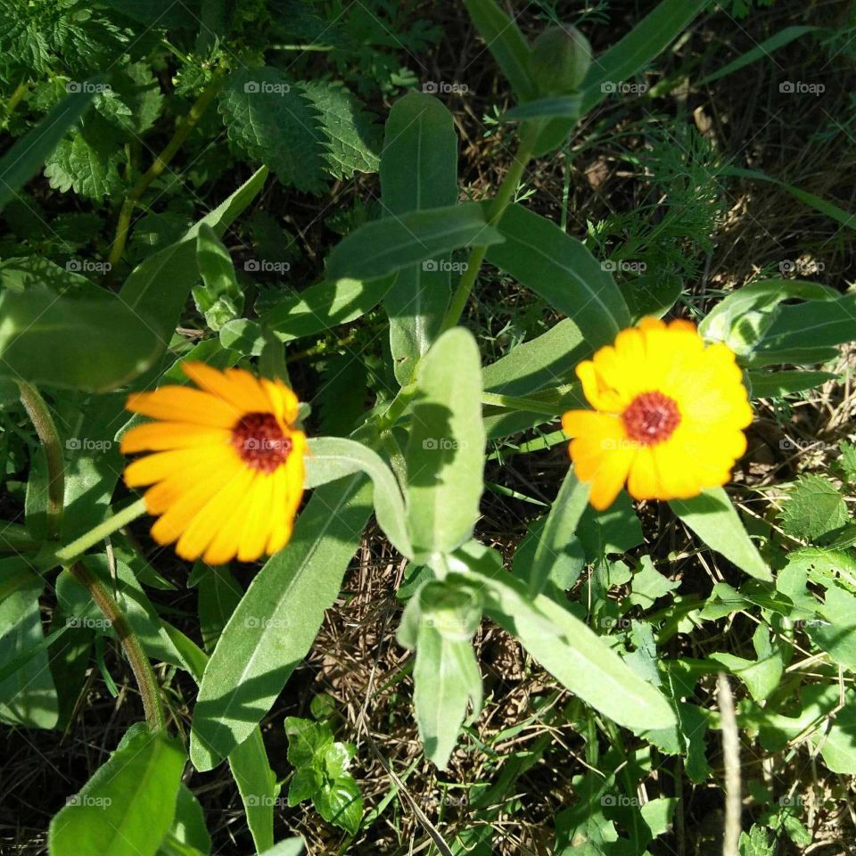 Beautiful yellow flower in the garden