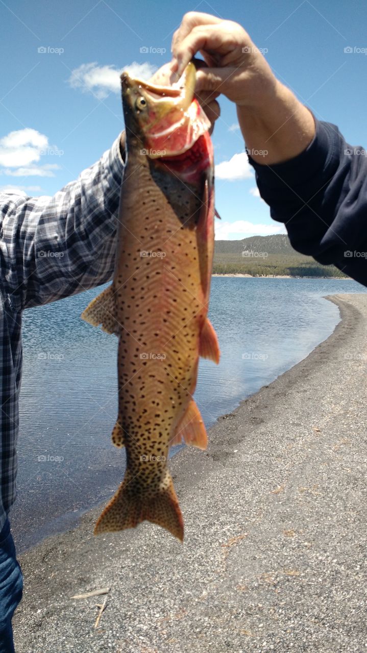 Yellowstone trout