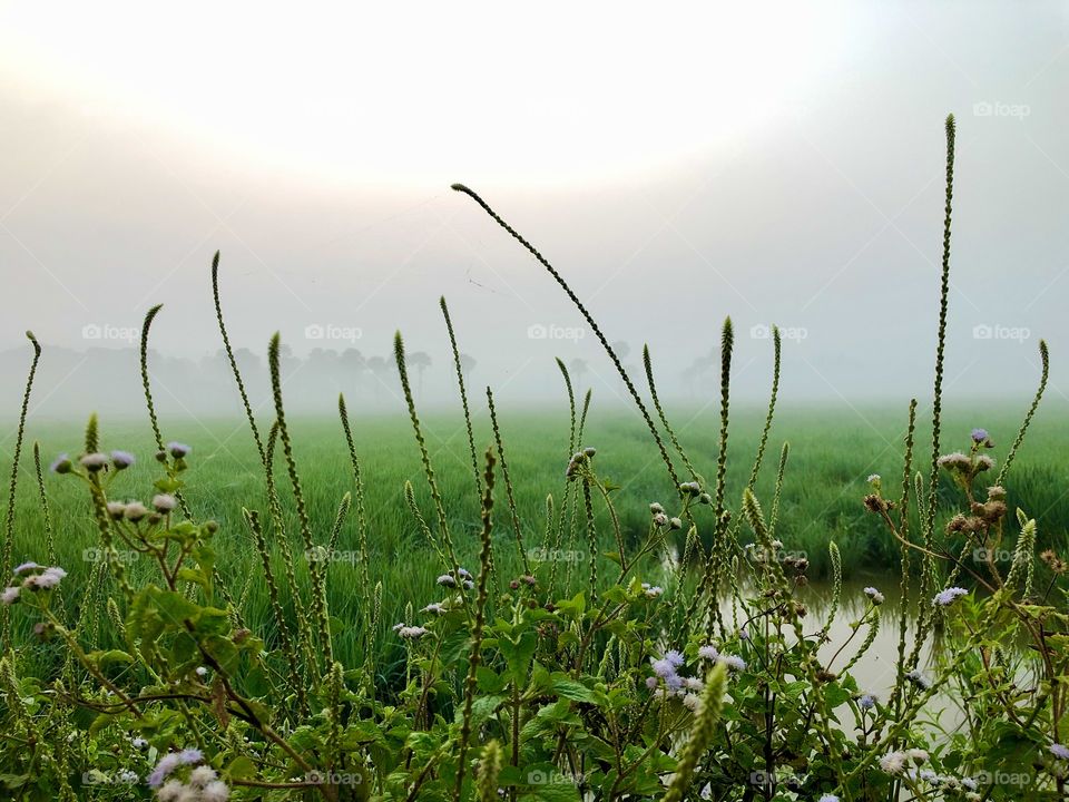 Village paddy morning time