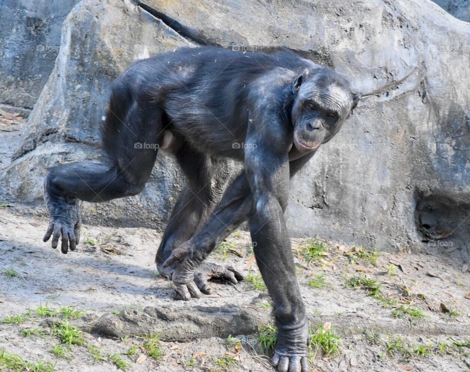 Bonobo Monkey