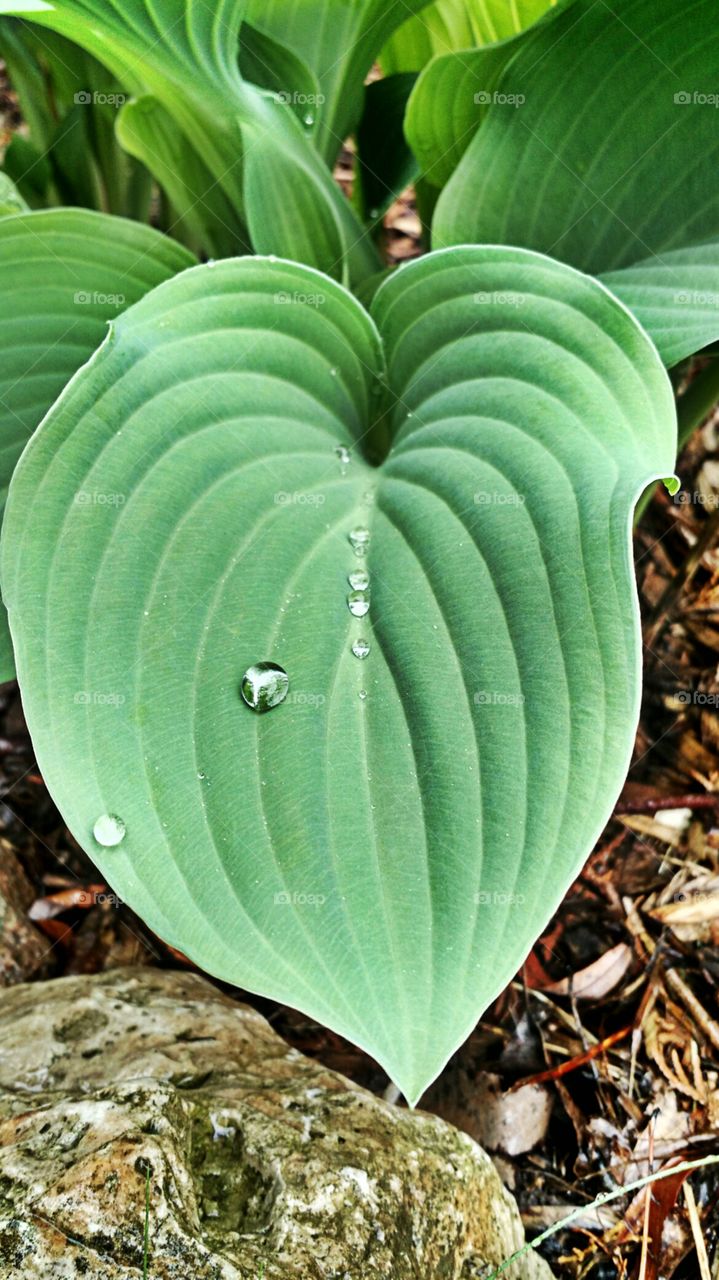 drop hosta