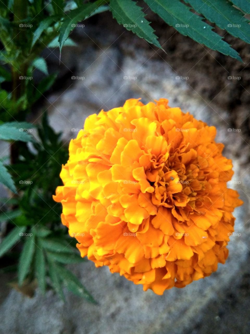 Marigold Flower