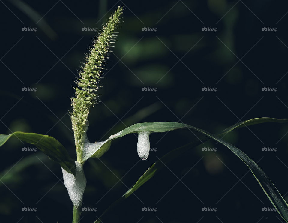 Wild Foxtail millet - Green grass