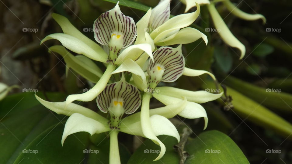 flores orquídeas